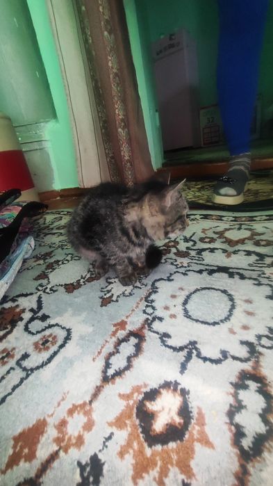 ИЩУ ХОЗЯИНА кота в термезе