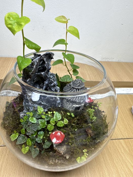 Продам флорариум,со мхом открытый!