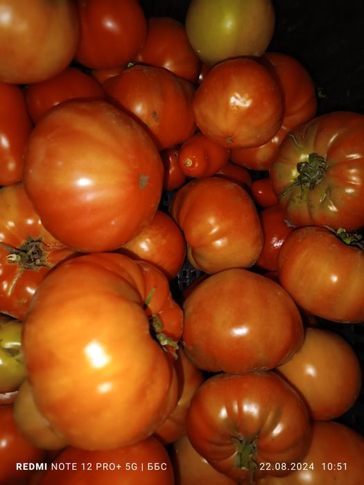 Продам домашние с огорода помидоры бычье сердце