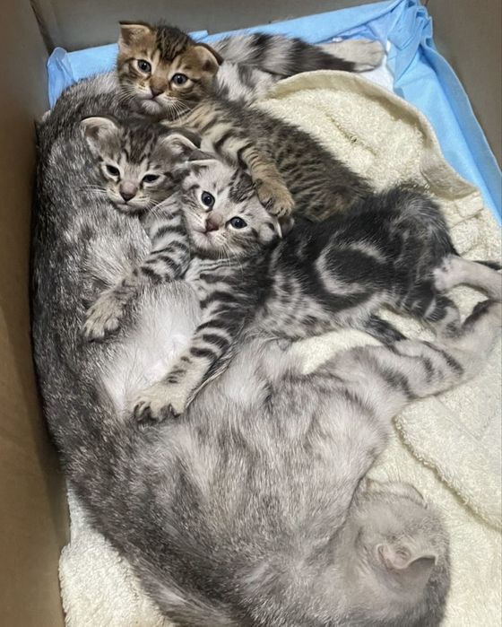 Очаровательные котята ищут заботливых хозяев