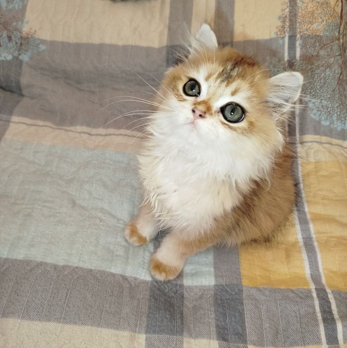 Продаются  чистокровные котята