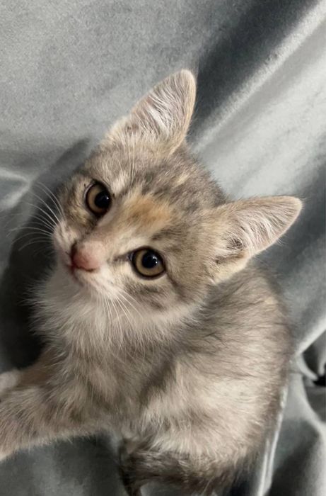 Отдаю даром заряженных кошек на фото не все есть еще