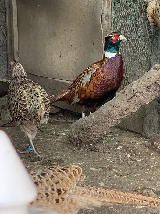 Монголски фазани ( пръстенчат фазан ) Ловен фазан