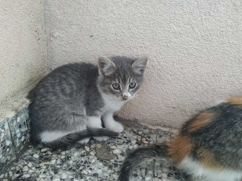 Две котешки момичета търсят своя добър и грижовен осиновител