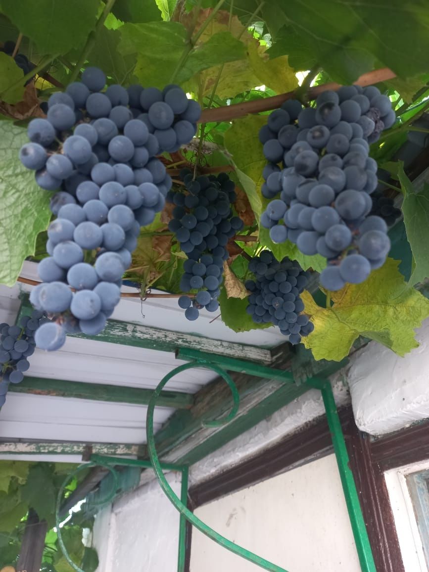 Продам виноград сорт Изабелла