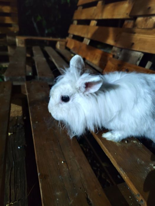 Iepuroaica cap de leu