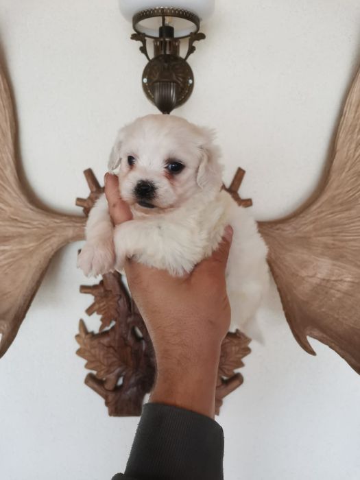 Fetita bichon maltez mini