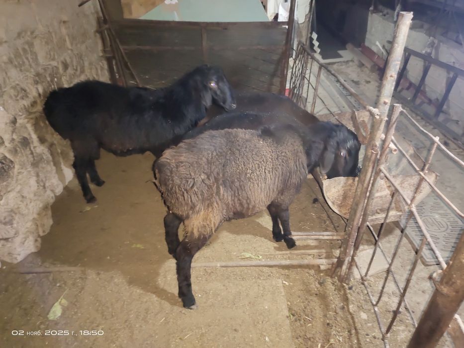 Барра кузилар тирик вазинга  сотилади.