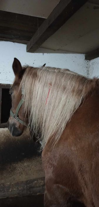 Vând iapa  semi grea