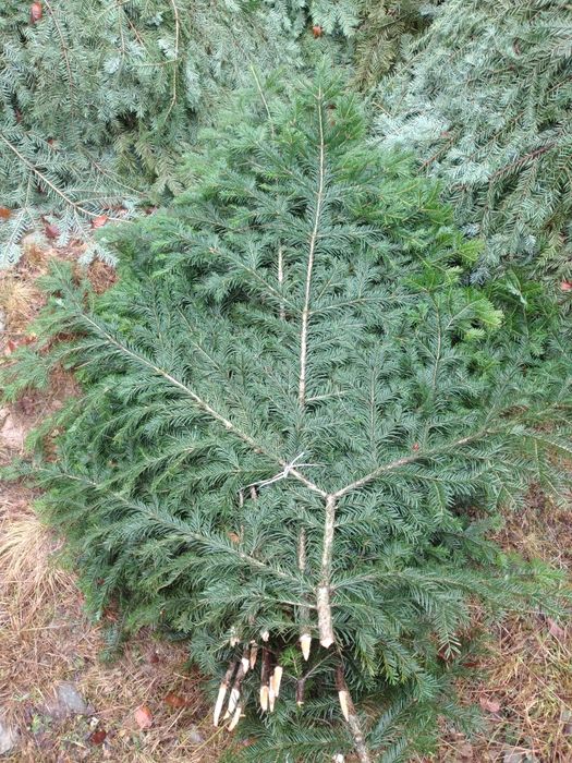 Vând cetina de brad la balot