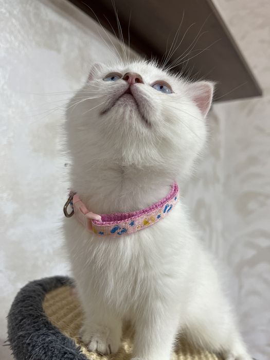 British shorthair shadedpoint