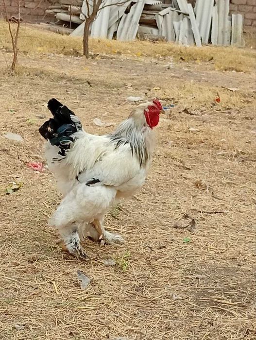 Брама товуклар курицы брама Охангарон Нурободда