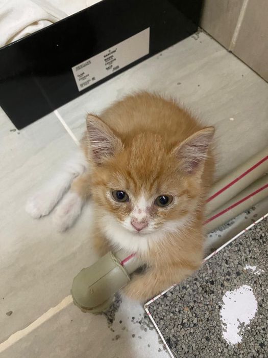 Котенок бесплатно в добрые руки