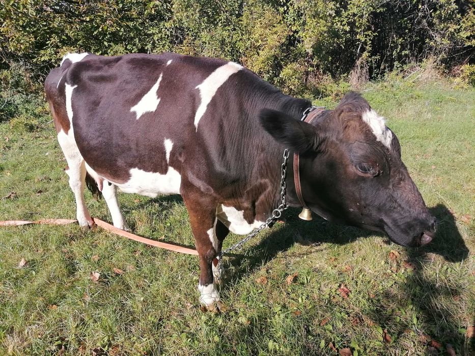 Заплодена крава на три месеца
