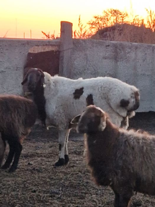 Кошкар 3 года продам