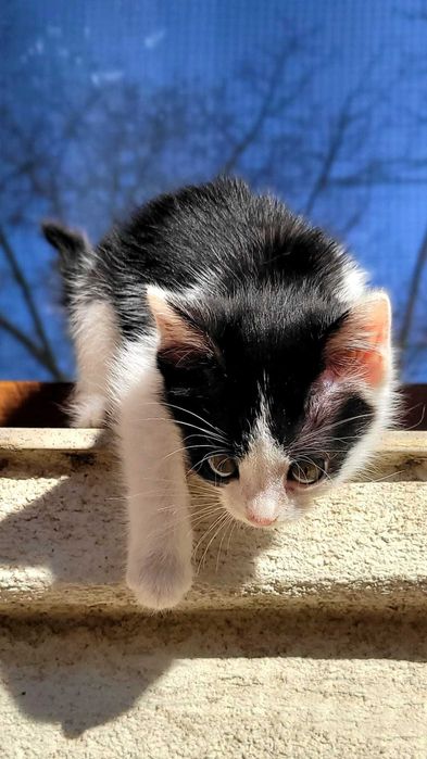 Motanel de 2 luni pentru adoptie - Iasi