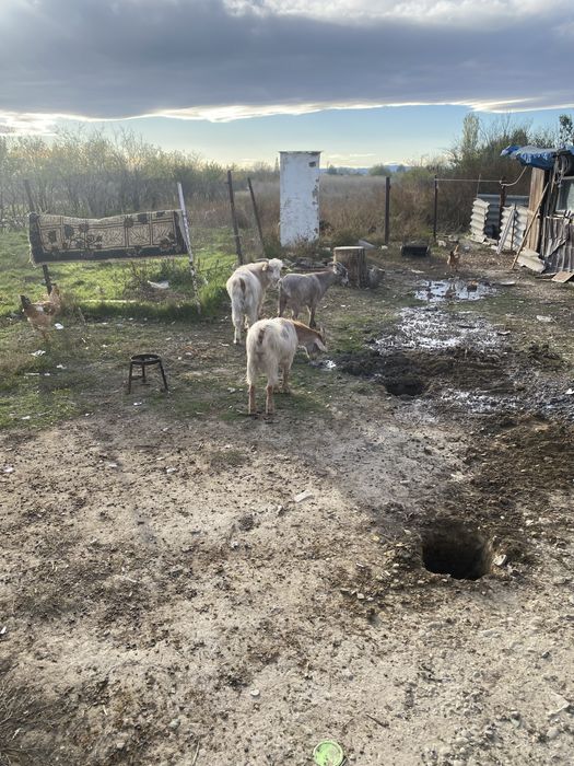 Se vinde 2 capre sui un tap de anul asta