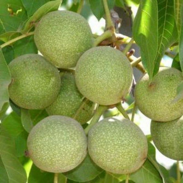 Pomi Fructiferi  nuc sebesel