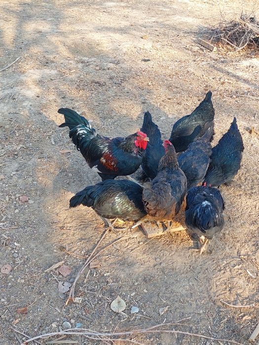 Қара қораз Молодой