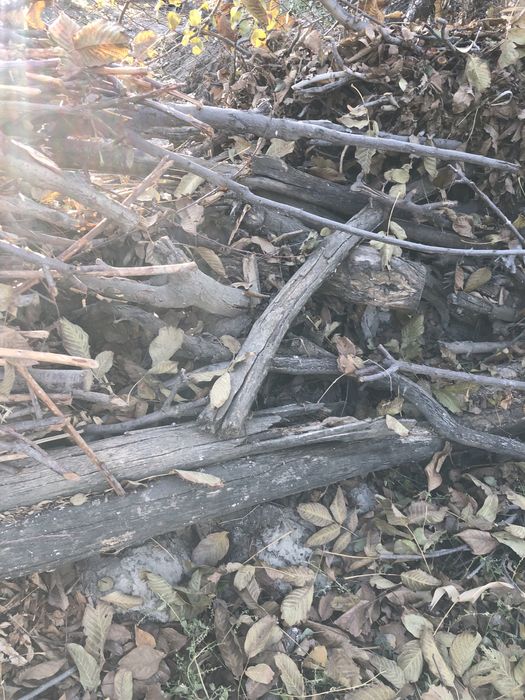 Hezum meva chamoq olu