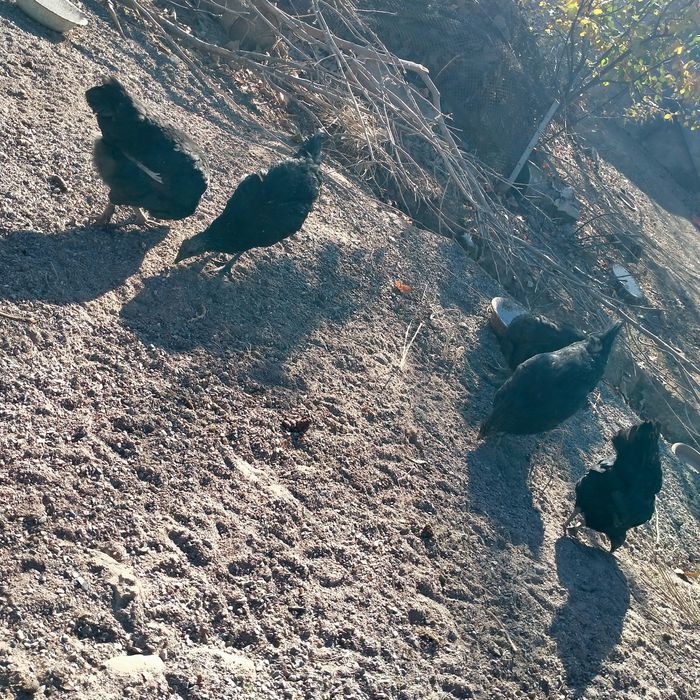 Uxayul jojalar 4 oylik