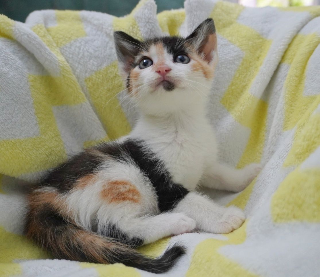 Pisica Sweety îți va îndulci viața dacă o adopți
