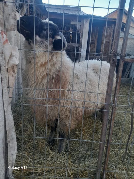 Berbecuț de vânzare