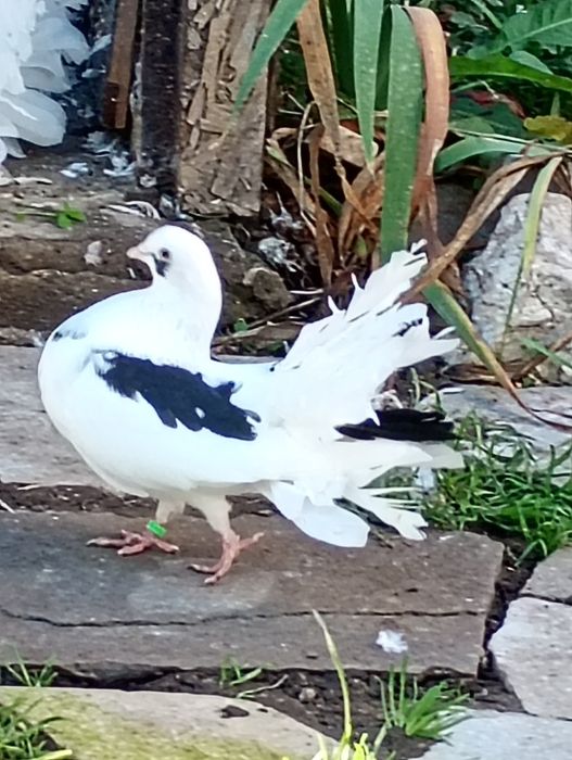 Гълъби фенерлия декорация