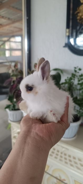 Декоративный кролик