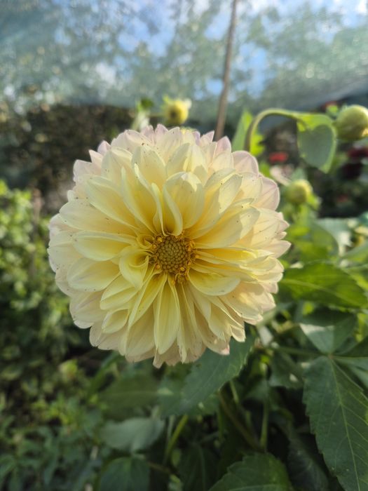 ДАЛИЯ, грудки . Йонотера