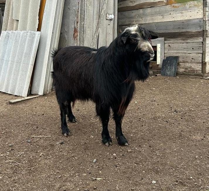 Продаётся козел.