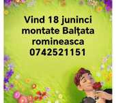 Junici de vînzare montate