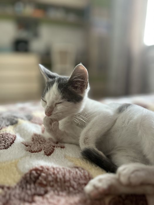 отдам котенка в добрые руки бесплатно