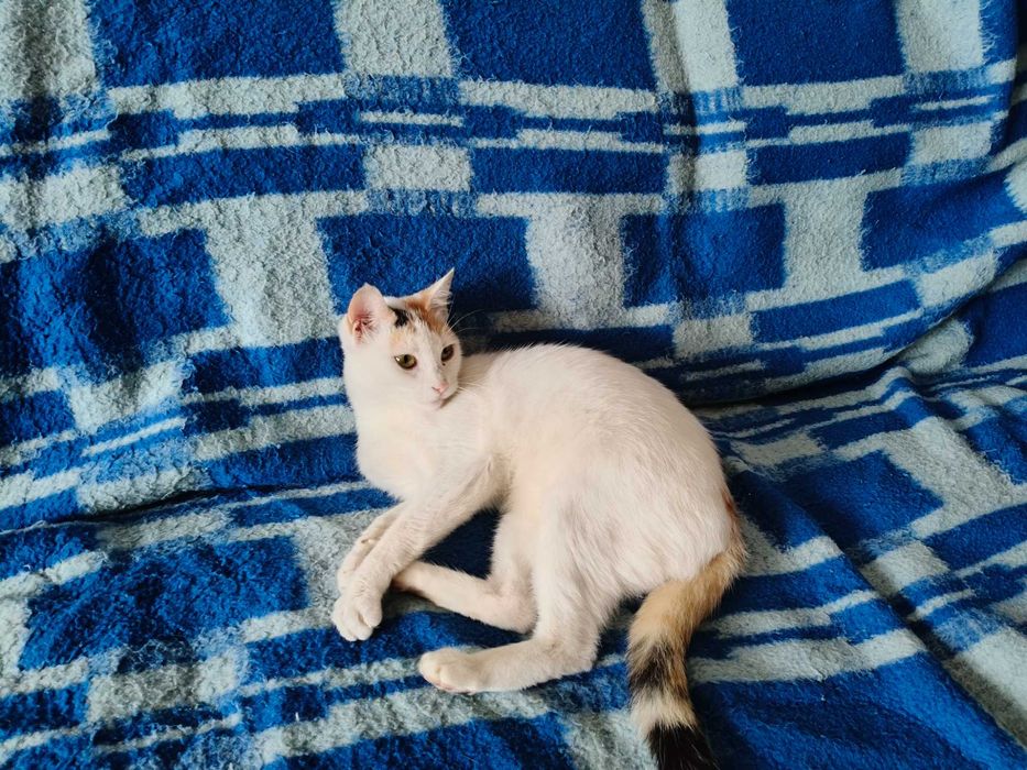 Pisici torcacioase spre adoptie