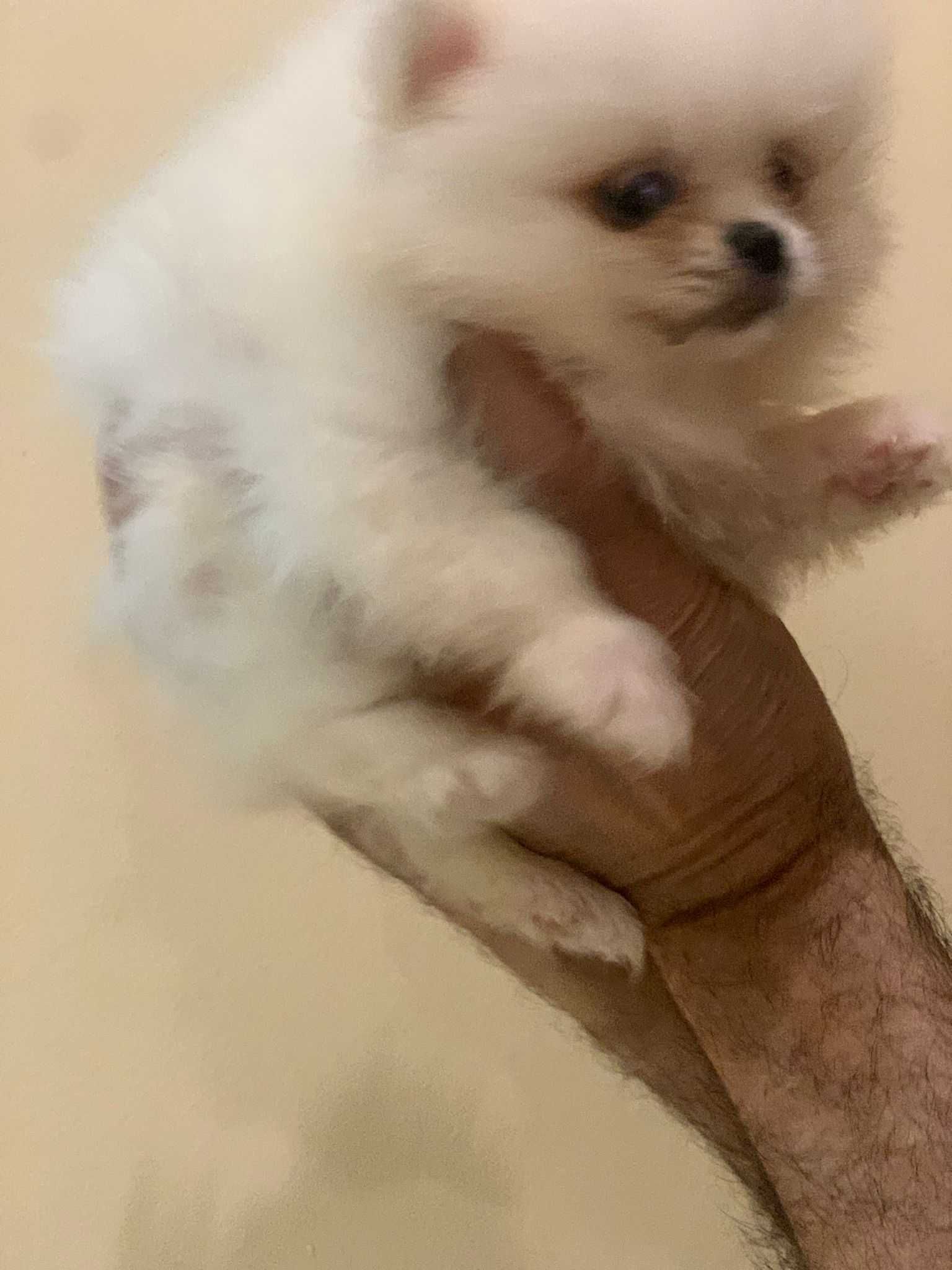 Pui Pomeranian toy alb