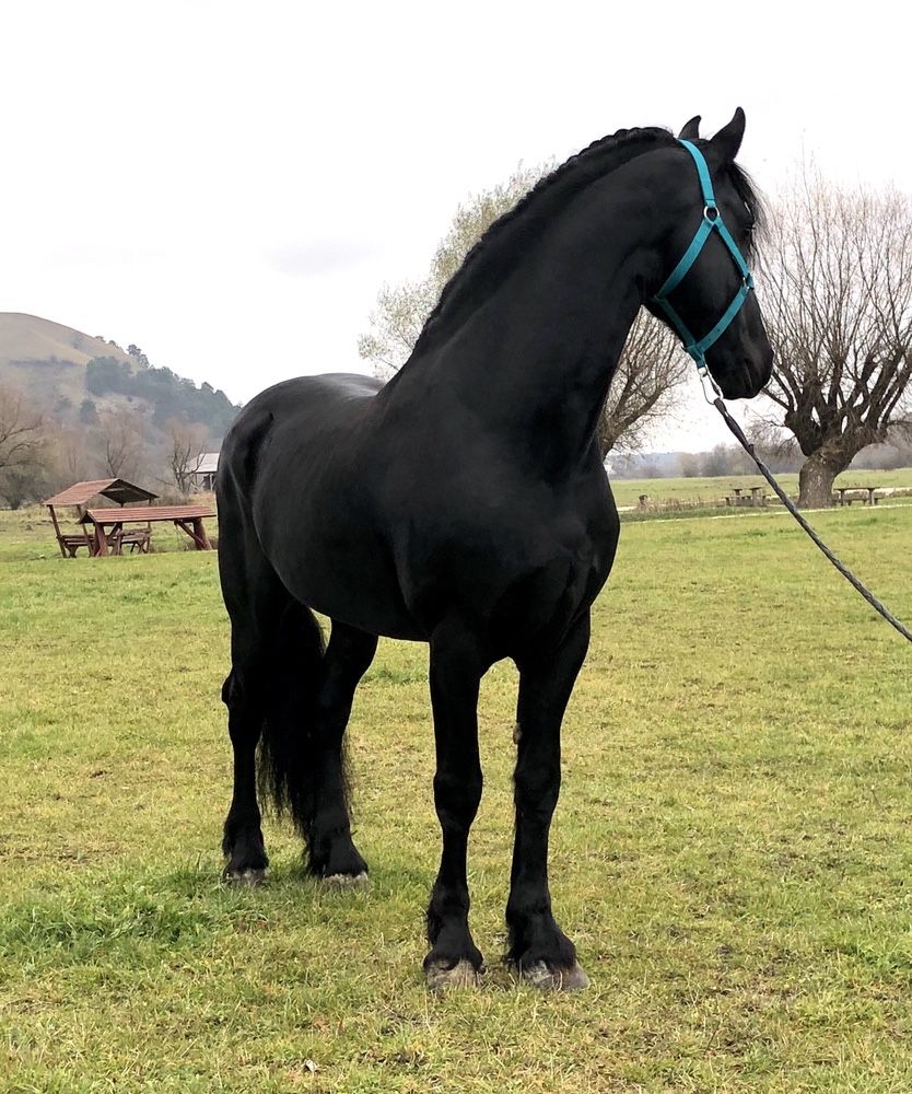 Armasar Friesian armăsari iepe Frizian