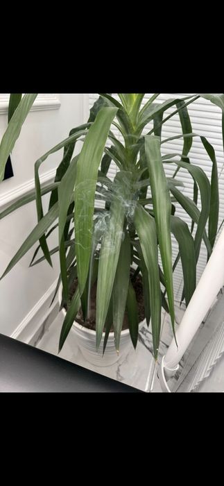 Столы цветы тренажёрный лестница