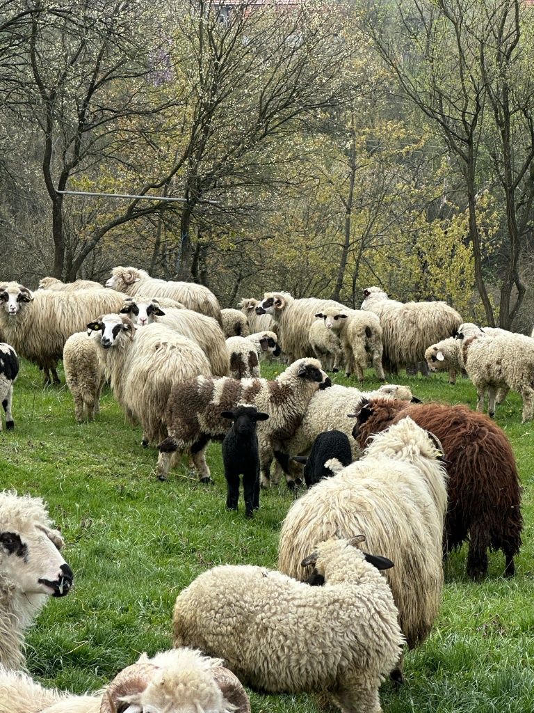 Vând mieluțe și berbecuți din primăvară