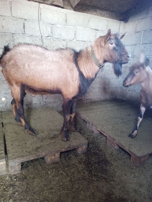 Vand țap alpin francez