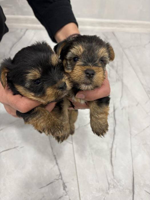 Йоркширски териер