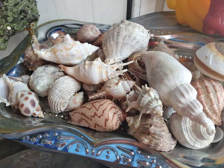 Ракушки для аквариума