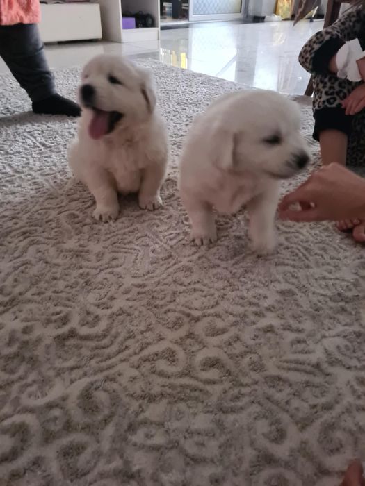 Doi pui superbi de Golden Retriever caută stăpâni iubitori!