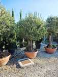 Maslin Olea Europaea
