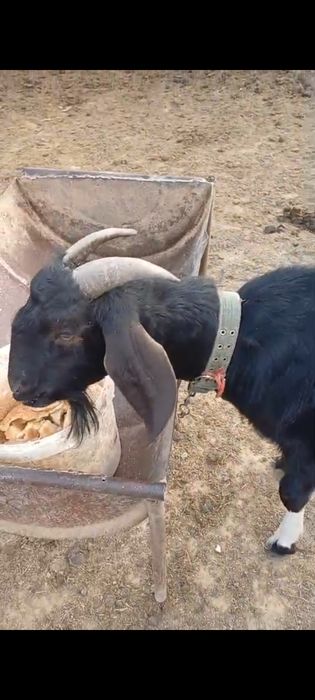 Нубий теке сатылады