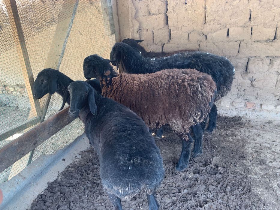 Qoyla sotilad soni 5 ta