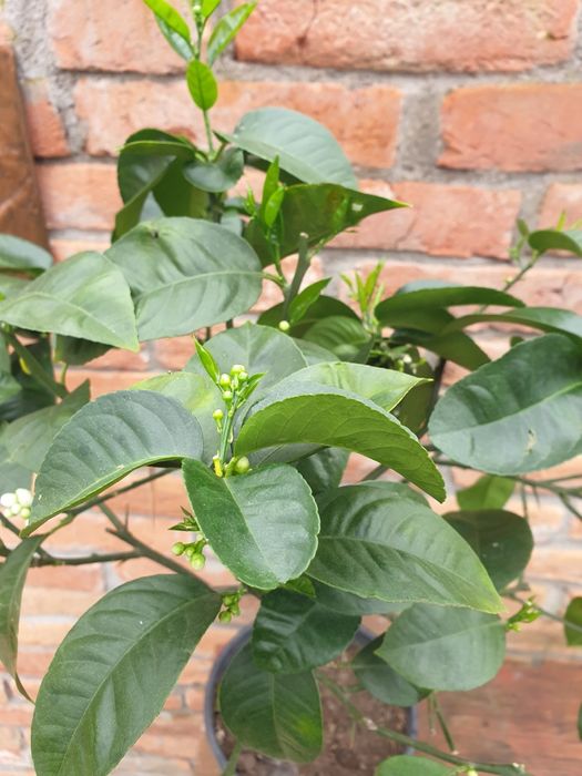 Portocal rosu de Sicilia