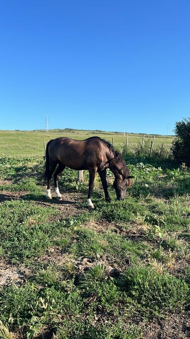 Vand cal bun de tras