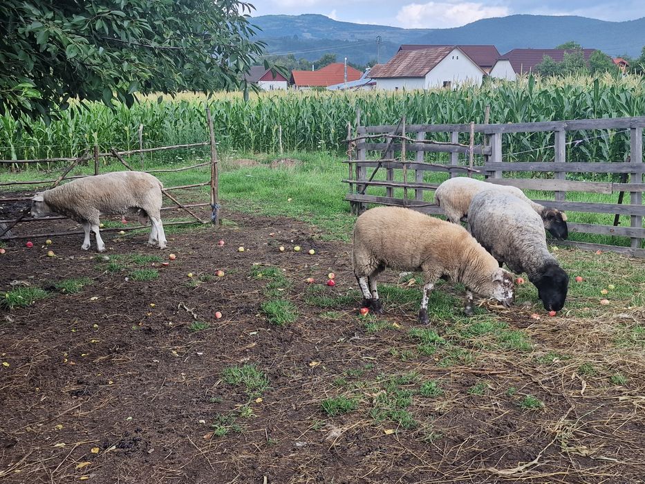 Vând berbec rasa Texel