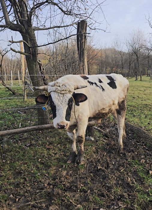 Taur simmental/holstein tanar de reproductie