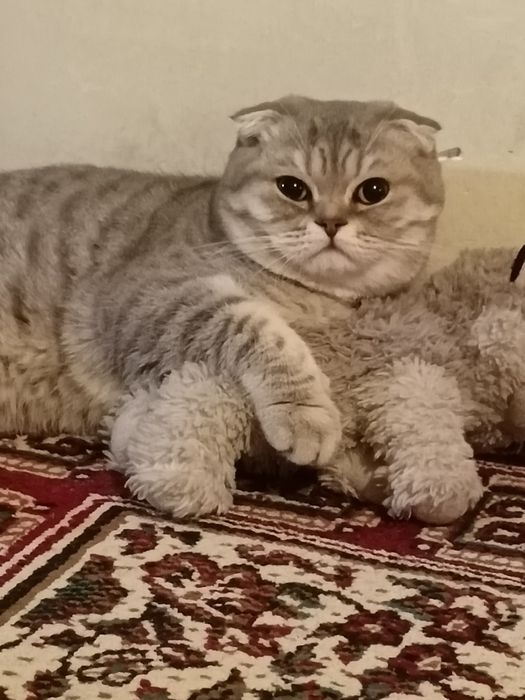 Продам кошку выслоухий